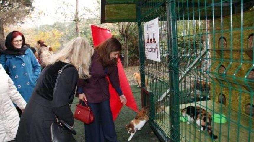 Kedi Evi&rdquo; Projesi K&uuml;&ccedil;&uuml;k&ccedil;ekmece&rsquo;De Hızla Yayılıyor