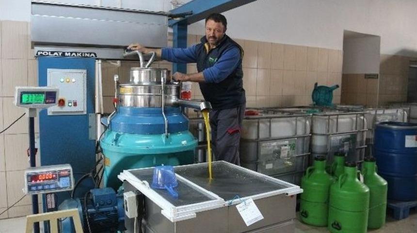 Zeytin &Uuml;reticisini G&uuml;ld&uuml;rd&uuml;