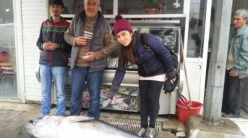 Yolunu Şaşıran Orkinos Kolay Av Oldu