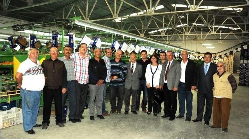 Başkan Soyer&rsquo;den Mandalina Şenliği A&ccedil;ıklaması