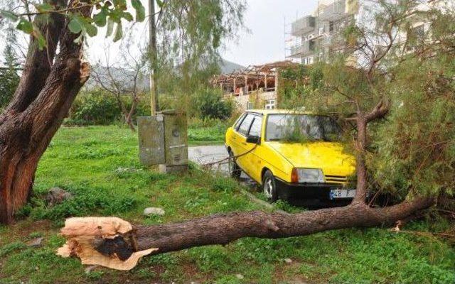 Yıldırım Düşen Ağaç Otomobilin Üzerine Devrildi