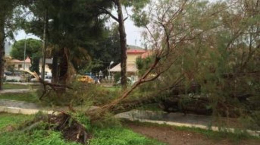 Dat&ccedil;a&rsquo;da Yıldırım Ve Fırtına Ağa&ccedil;ları Devirdi