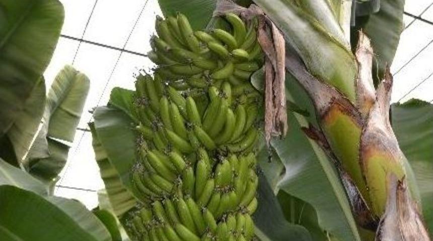 Tagem Ve T&uuml;bitak Muz &Uuml;reticilerine Destek Veriyor