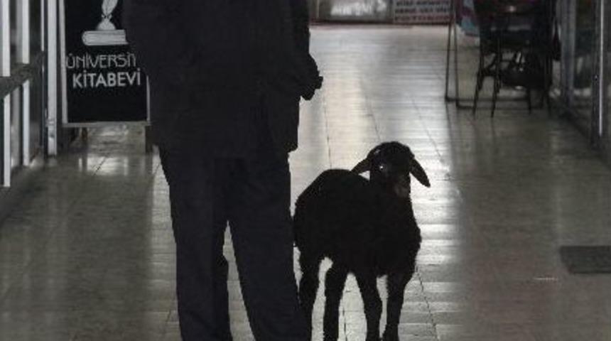 &ldquo;ana Kuzusu&rdquo; Hep Yanında