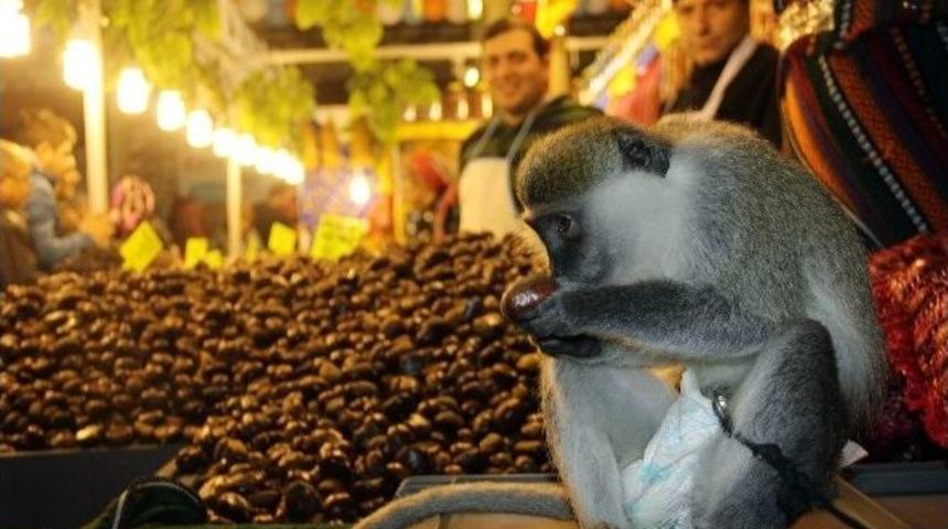 Maymun, &rsquo;erfelek Kestanesi&rsquo;ni &Ccedil;ok Sevdi