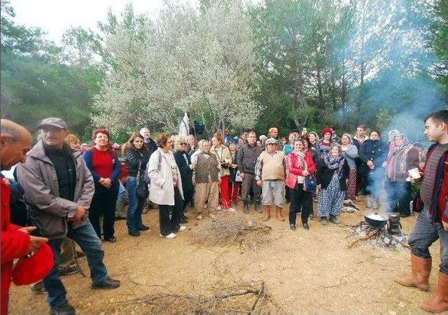 Urlalılar Kesilmeyen Ağaçları Ziyaret Etti