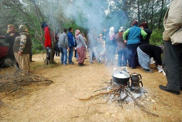 Urlalılar Kesilmeyen Ağaçları Ziyaret Etti