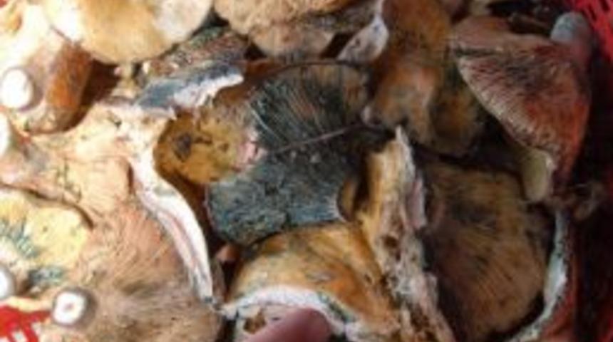 Mantar Zehirlenmelerine Dikkat