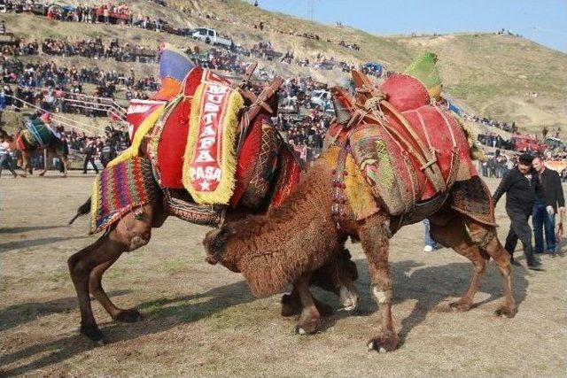 Sarayköy’de Deve Güreşleri Büyük İlgi Topladı