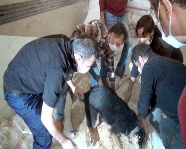 Saman Altından Esrar G&ouml;t&uuml;remediler 3