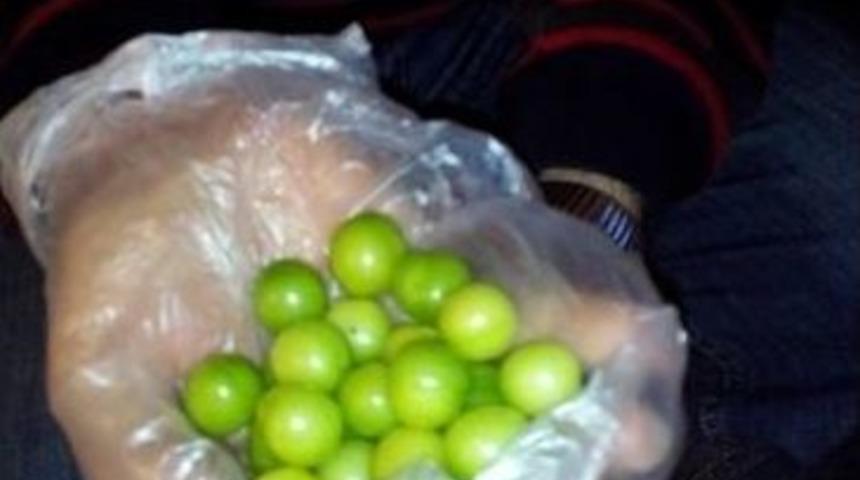 Erik Ağacı Kış Ortasında Meyve Verdi