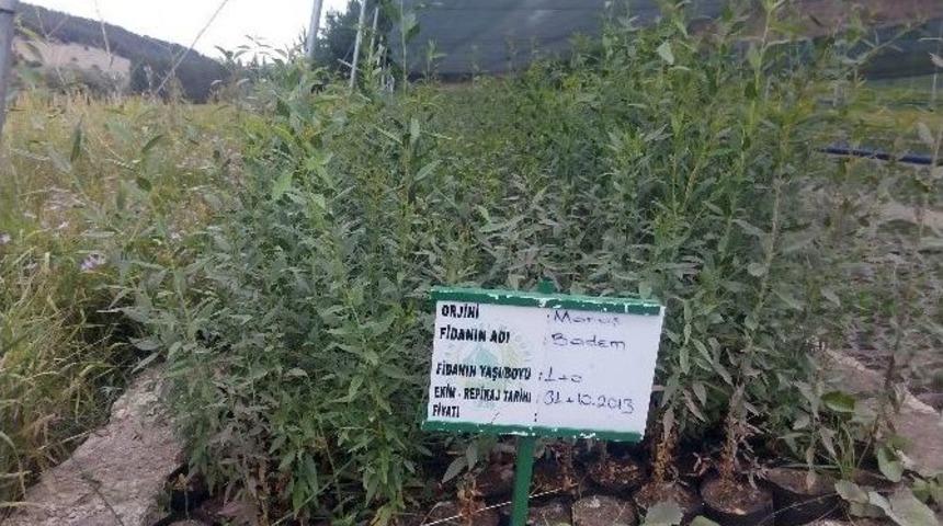 Akdağmadeni Orman İşletme Fidanlığı B&ouml;lgenin Fidan İhtiyacını Karşılıyor
