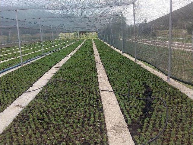 Akdağmadeni Orman İşletme Fidanlığı B&ouml;lgenin Fidan İhtiyacını Karşılıyor 1