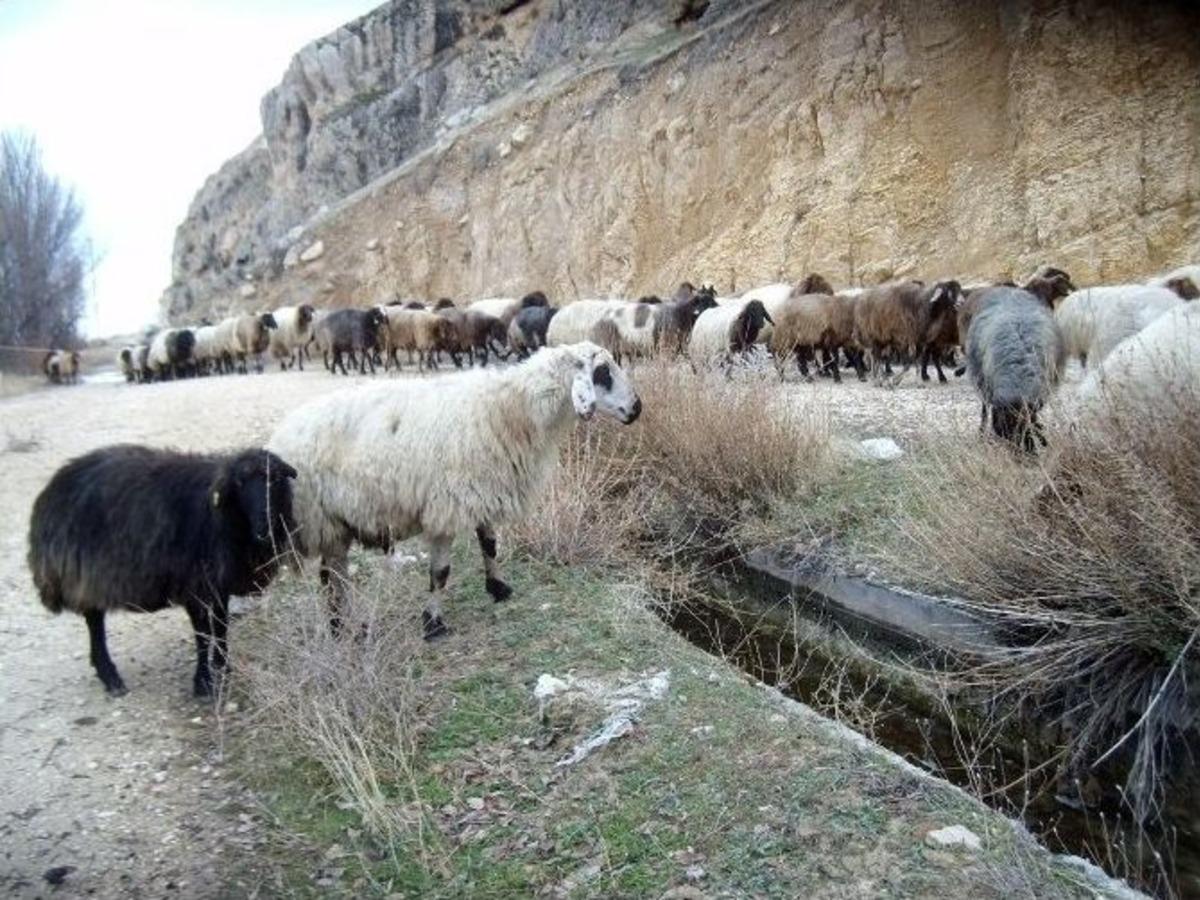 Havaların Sıcak Olması Hayvan Sahiplerine Yaradı