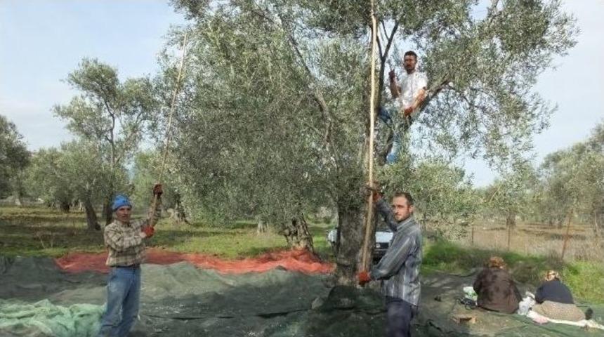 Burhaniye De Kadın Kahya Yevmiyelerin Azlığından Şikayet&ccedil;i
