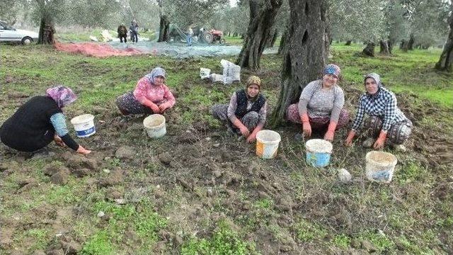 Burhaniye De Kadın Kahya Yevmiyelerin Azlığından Şikayetçi 1