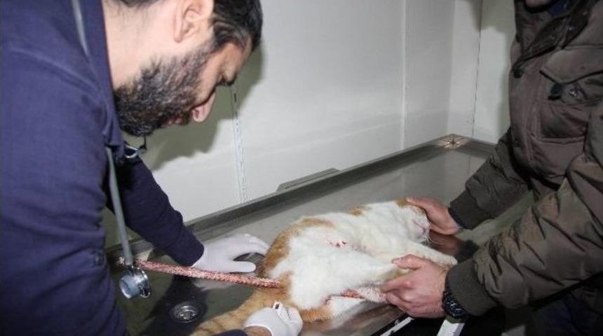 (&ouml;zel Haber) Dengesini Kaybeden Kedi İnşaat Demirine Saplandı