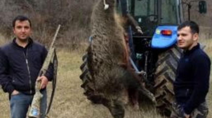 G&uuml;r&uuml;nl&uuml; &Ccedil;ift&ccedil;iler Domuzlardan Dertli