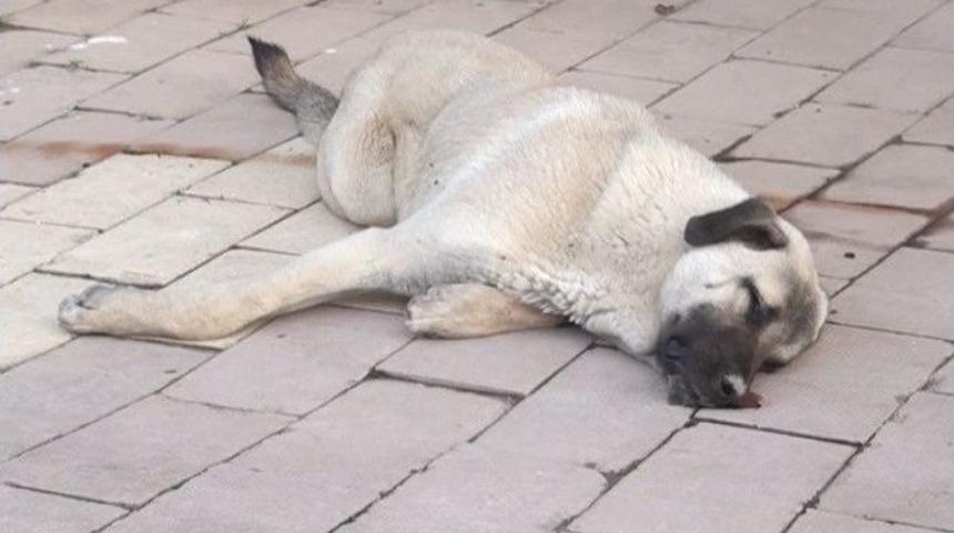 Vurulduğu İddia Edilen K&ouml;peği &Ccedil;&ouml;pe Attılar