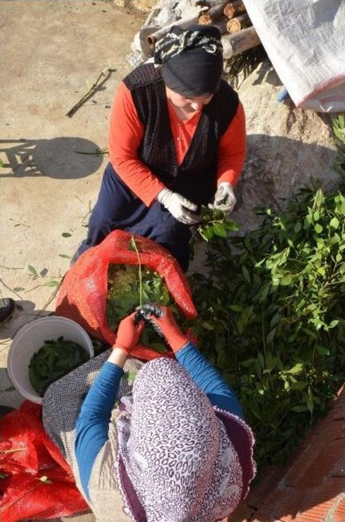 (&ouml;zel Haber) Defne Yaprağı Gelir Kapısı Oldu