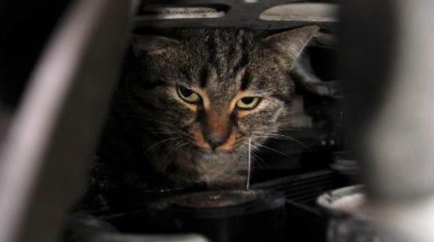 Van'da Kedi Kurtarma Operasyonu