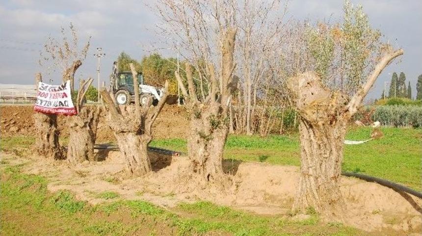 (&ouml;zel Haber) -300 Yaşındaki Zeytin Ağa&ccedil;larını Yok Olmaktan Kurtarıyorlar