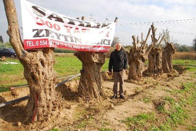 (özel Haber) -300 Yaşındaki Zeytin Ağaçlarını Yok Olmaktan Kurtarıyorlar