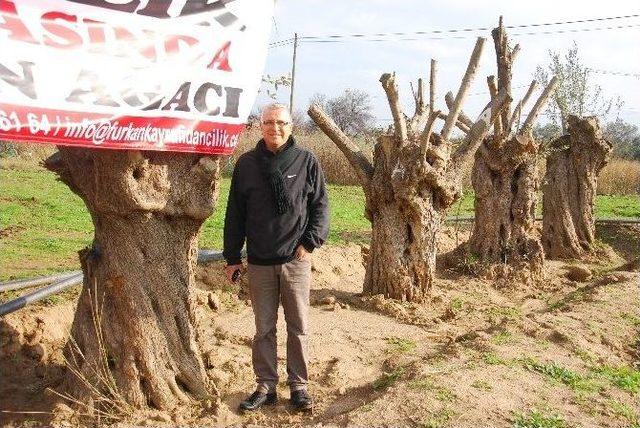 (özel Haber) -300 Yaşındaki Zeytin Ağaçlarını Yok Olmaktan Kurtarıyorlar