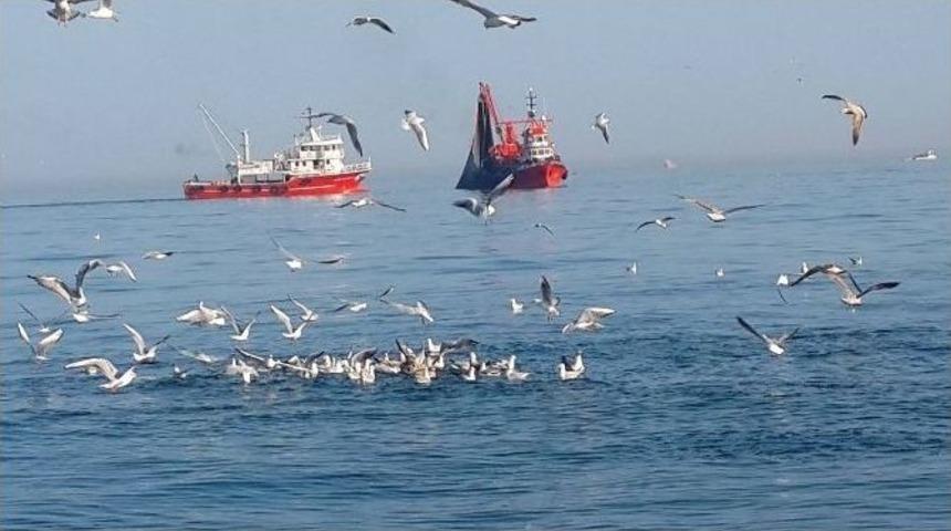 Martıların Ekmek M&uuml;cadelesi