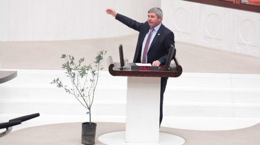 Chp&rsquo;li Vekil K&uuml;rs&uuml;ye Zeytin Fidanı İle &Ccedil;ıktı