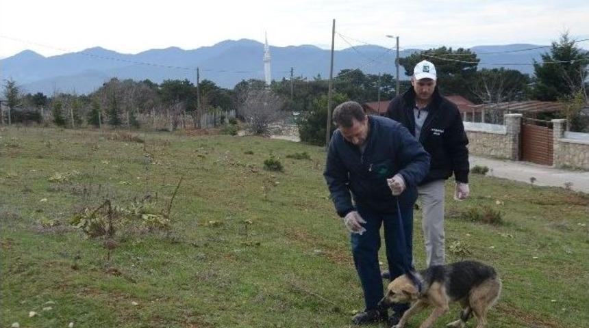 Uludağ&rsquo;da Başı Boş K&ouml;pekler Toplanarak Bakım Altına Alındı