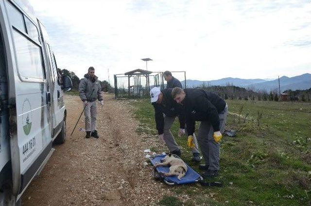 Uludağ’da Başı Boş Köpekler Toplanarak Bakım Altına Alındı