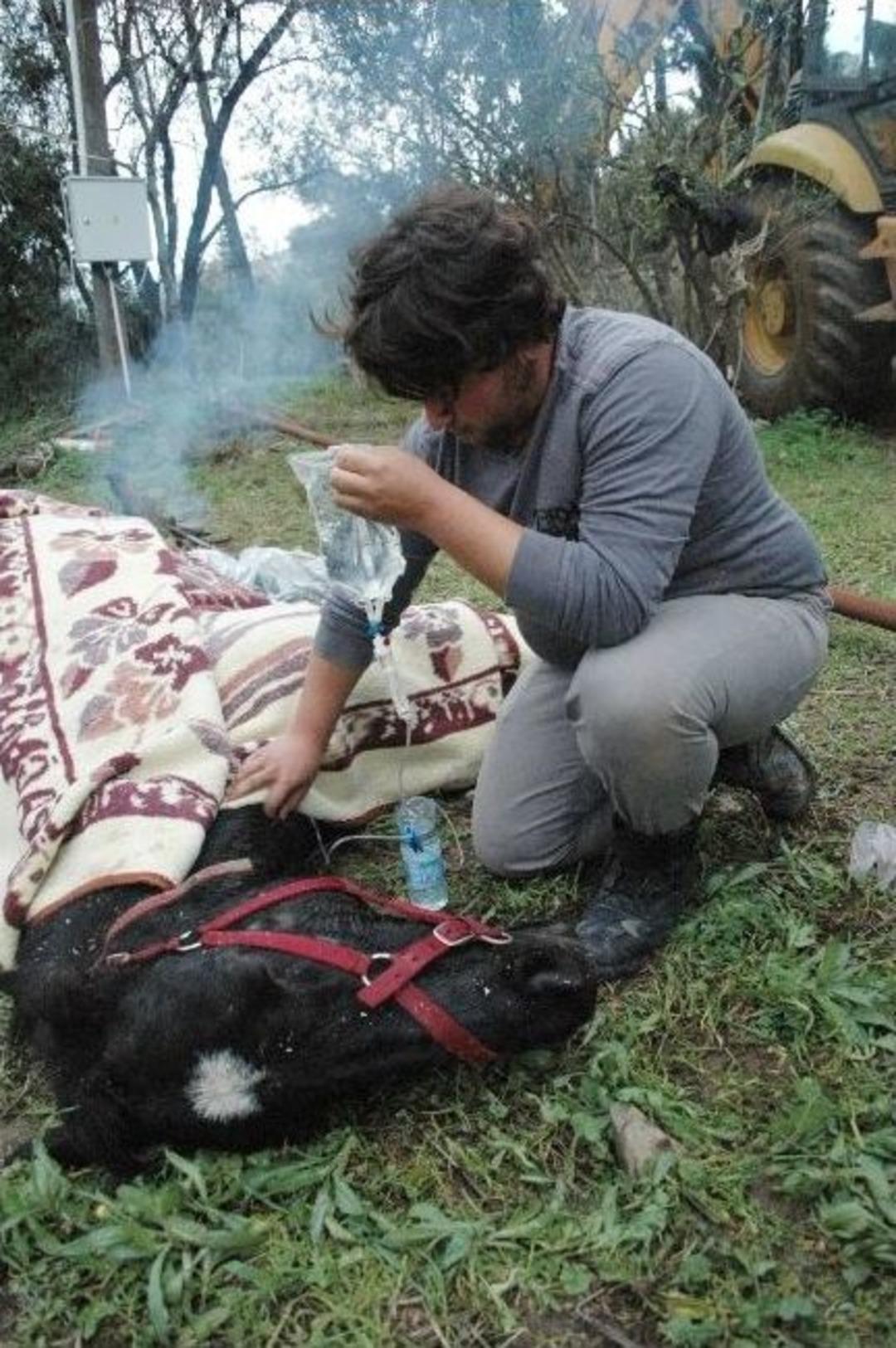 Kuyudaki Atı Kurtarmak İ&ccedil;in Seferber Oldular