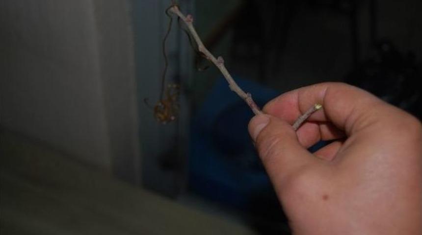 Gizemli Canlıyı Kimse &Ccedil;&ouml;zemedi