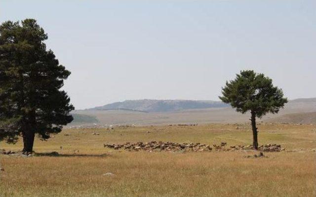 Gözünü Kaybettiği Çayırda Çektiği Belgeselle Birinci Oldu