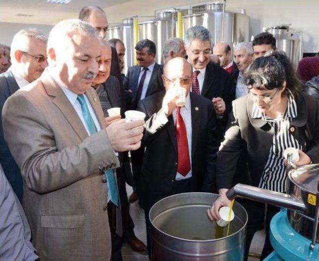 Harran Üniversitesi’Nde Zeytinyağı İşletmesi Açıldı