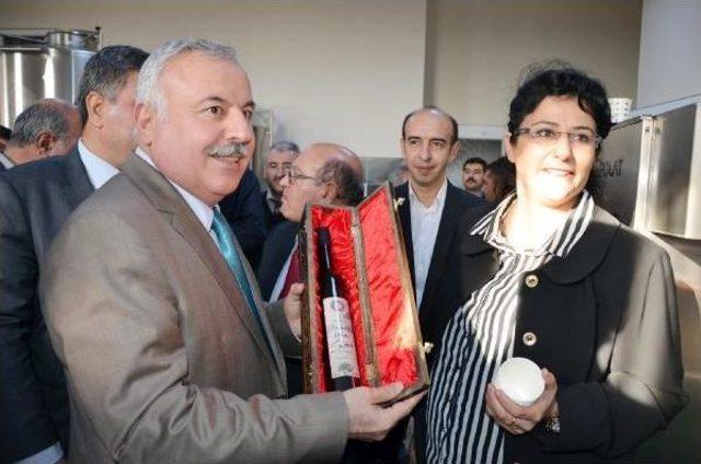 Harran Üniversitesi’Nde Zeytinyağı İşletmesi Açıldı