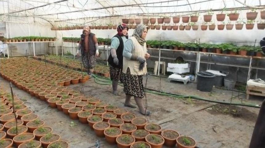 Burhaniye&rsquo; De &Ccedil;i&ccedil;ek Seraları İş Kapısı Oldu