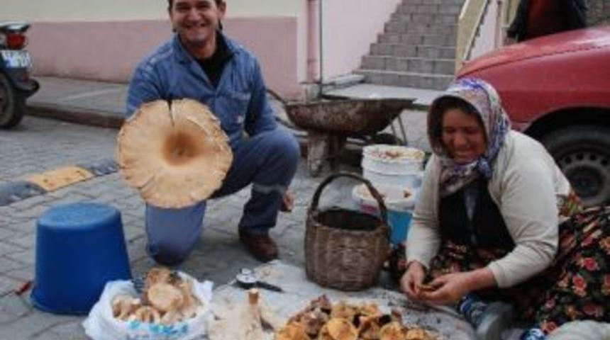 Kazdağları&rsquo;nda Mantar Bolluğu