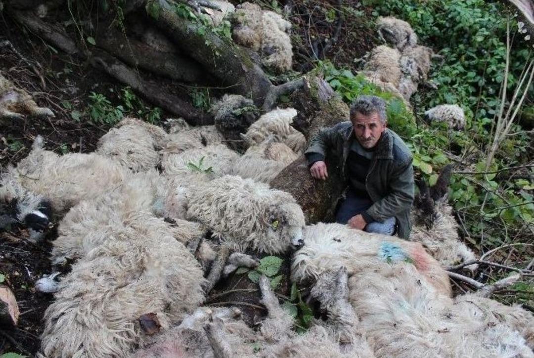 Ordu&rsquo;da S&uuml;r&uuml; Psikolojisi 56 Koyunu Telef Etti