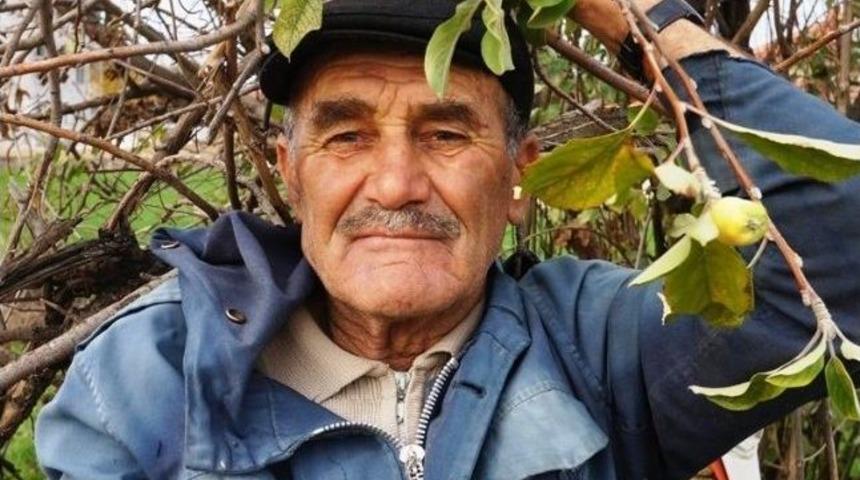 Elma Ağacı İkinci Kez Meyve Verdi