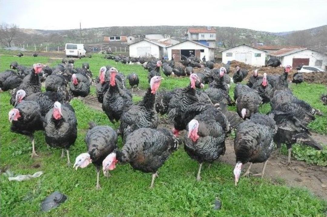 (&ouml;zel Haber) Bu K&ouml;y Yılbaşını İple &Ccedil;ekiyor