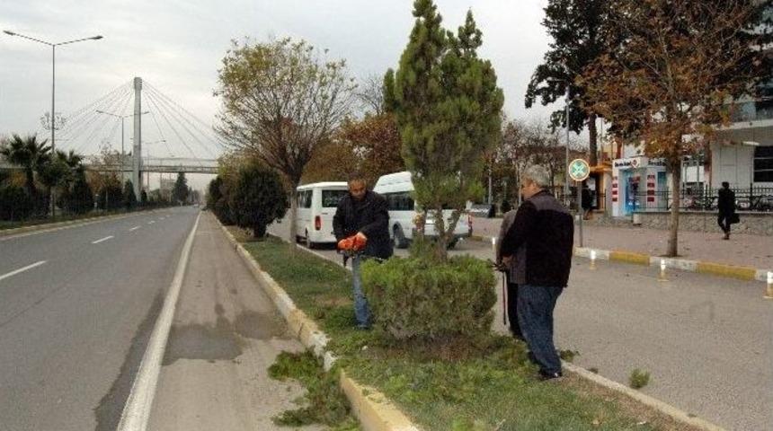 Belediye Ekipleri Bitkileri Buduyor