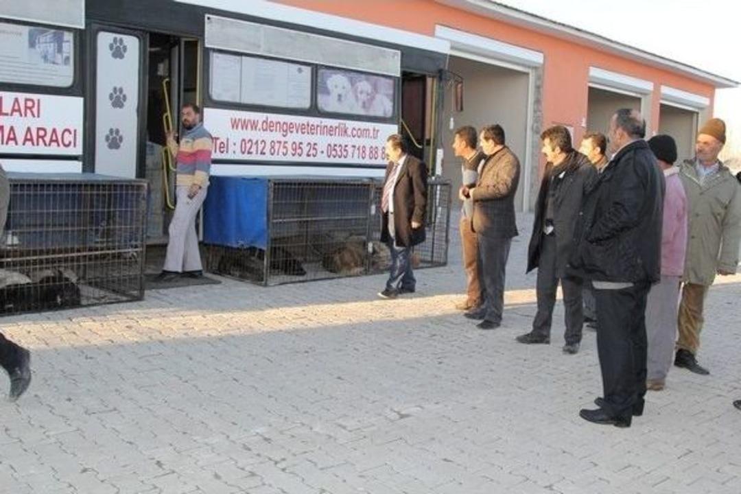 Başkale&rsquo;deki Sokak Hayvanları Kontrol Altında