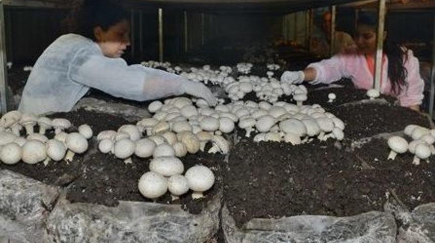 Vali Kaymak, Mantar &Uuml;retim Tesisini Ziyaret Etti