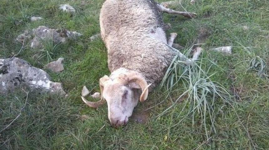 Meraya Bırakılan Zehirli Mısırları Yiyen 9 Koyun Telef Oldu