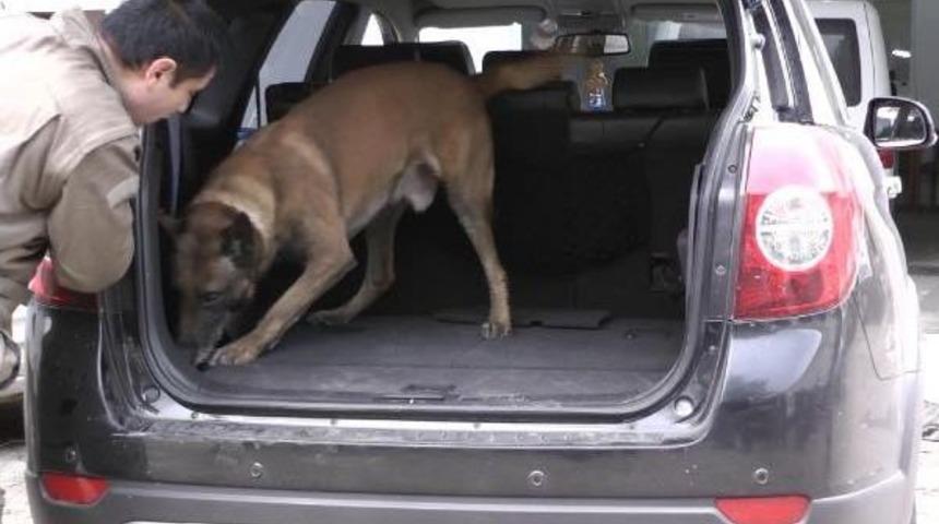 'alfa', Gres Yağına Rağmen Esrarı Buldu