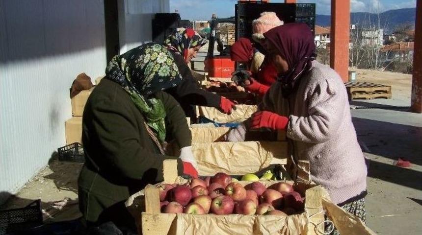 Korkuteli&rsquo;nde Tonlarca Elma Depoda Alıcı Bekliyor