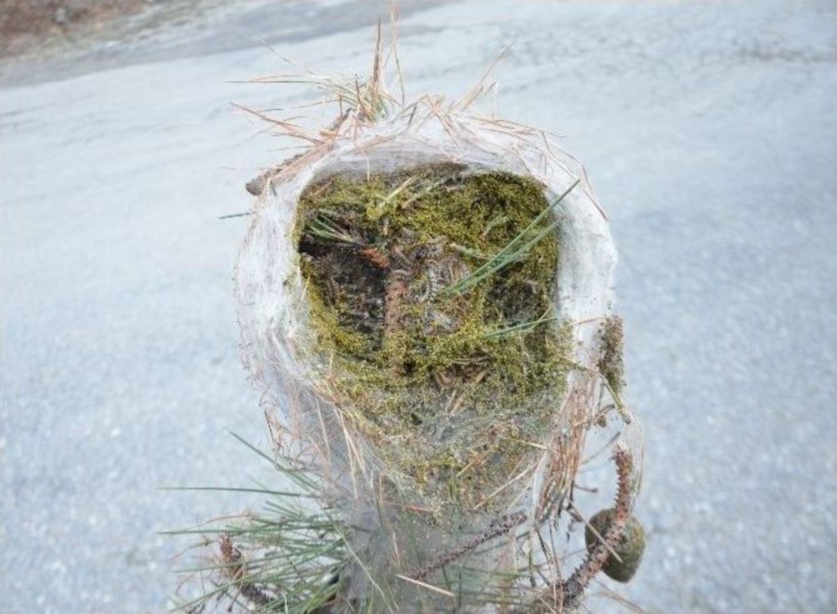 Kızıldağ Milli Parkı&rsquo;nda &Ccedil;am Kese B&ouml;ceği Tehlikesi