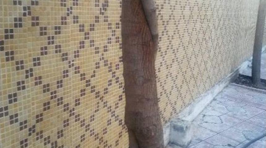 İki Ağa&ccedil; Bir Birine Kenetlendi